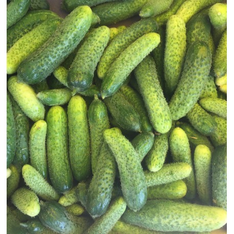 Cornichon France - Le Kilo