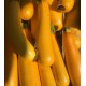 Courgette Jaune France - Le Kilo