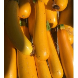 Courgette Jaune France - Le Kilo