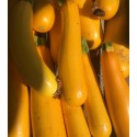 Courgette Jaune France - Le Kilo