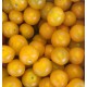 Tomate Cocktail Jaune France - Le Kilo