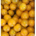 Tomate Cocktail Jaune France - Le Kilo