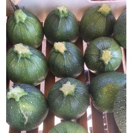 Courgette Ronde France - Le Kilo