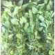 Aromatique Menthe France - La Botte
