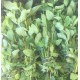 Aromatique Menthe France - La Botte