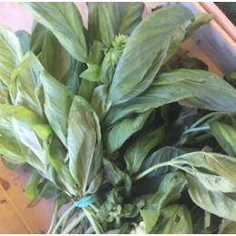 Aromatique Basilic France - La Botte