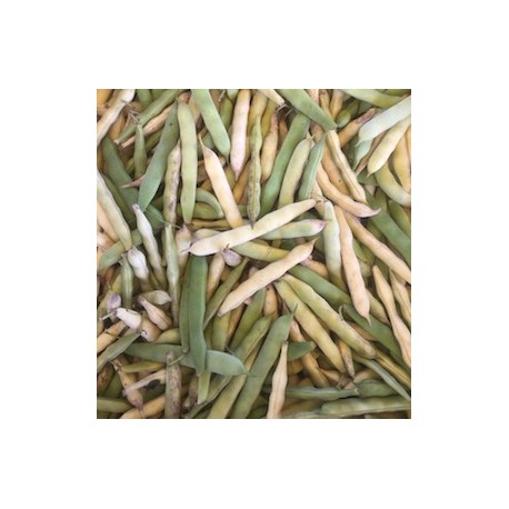 Haricot Coco du Trégor France - Le Kilo