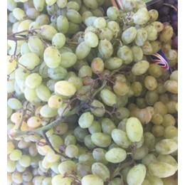 Raisin Blanc Centenial France - Le Kilo