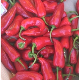 Piment Rouge Fort Gorria France - Le Kilo