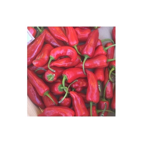 Piment Rouge Fort Gorria France - Le Kilo