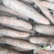 Carotte Terre France - Le Kilo