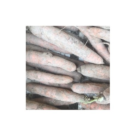 Carotte Terre France - Le Kilo