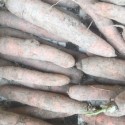 Carotte Terre France - Le Kilo