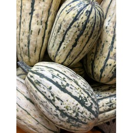 Courge Delicata France - Le Kilo