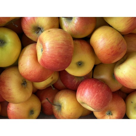 Pomme Pirouette France - Le Kilo