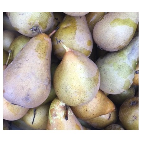 Poire Conférence - Le Kilo