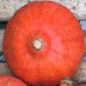 Courge Potimarron Orange France - Le Kilo