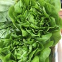 Salade Feuille de Chêne Blonde France - La Pièce